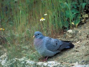 Permitida la caza de palomas en más de 30 puestos pese a las advertencias de ecologistas