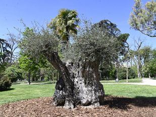 La Comunidad limita la superficie destinada a plantas fotovoltaicas para proteger olivos y viñedos