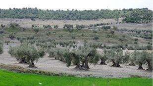 Campos de Arganda con cultivos y olivares