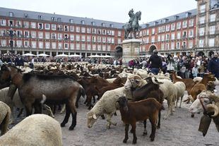 Un rebaño de más de mil ovejas y cabras recorrerá este domingo el centro de Madrid