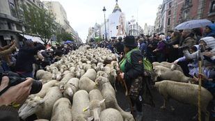 Regresan las ovejas entre críticas por el deterioro de las vías pecuarias