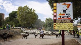 El rebaño que llegará el domingo a Cibeles descansa ya en la Casa de Campo