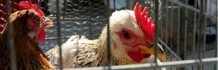 La Comunidad adopta medidas por la gripe aviar al detectar tres brotes en el último mes