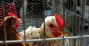 Gallinas