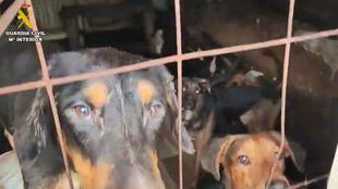 Rescatados 52 perros hacinados en una nave abandonada de Arganda del Rey