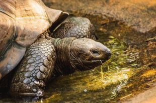 Los galápagos del Retiro