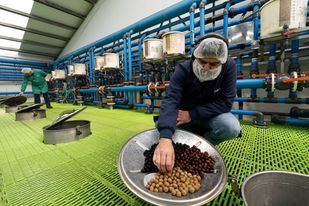 Desde la recogida hasta la almazara: la Comunidad reforzará la trazabilidad de las aceitunas