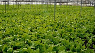 Madrid ofrece 236,4 hectáreas de tierras rústicas para arrendamiento agrícola a través del Imidra