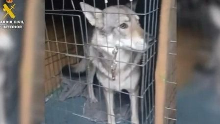 Intervenidos cinco perros lobos en Pelayos de la Presa