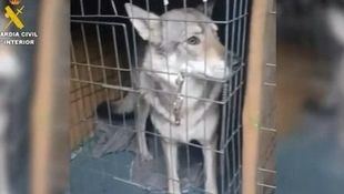 Cinco perros lobos checoslovacos confiscados tras el ataque a un menor