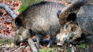 Jabalíes comiendo.