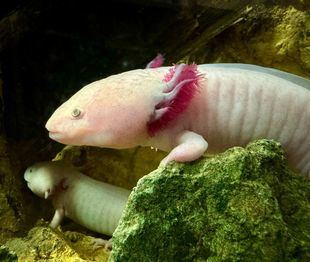 La Guardia Civil encuentra seis Ajolotes Mexicanos en un local de Meco sin documentación