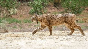 Ejemplar de lince ibérico