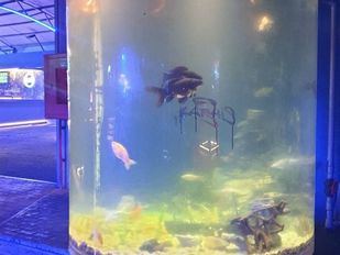 La discoteca Fabrik, denunciada por someter a peces a música alta y luces intensas