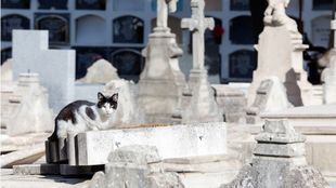 Gatos en el cementerio
