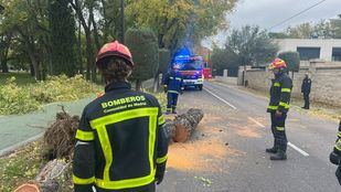 Bomberos retirando ramas y árboles caídos por el temporal.
