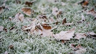 Césped helado por las bajas temperaturas, en una imagen de archivo