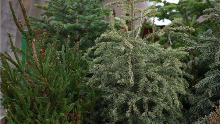 Abetos de Navidad, en una imagen de archivo