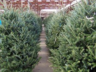 Madrid recicla los abetos navideños tras las fiestas