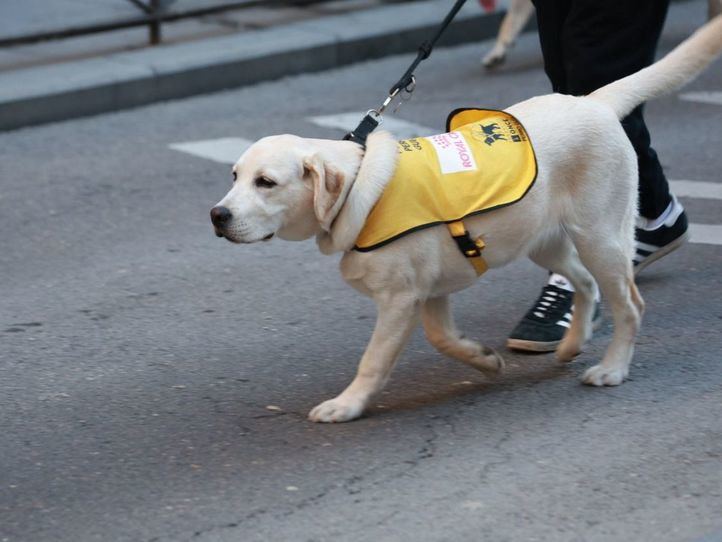 Un futuro perro guia durante la bendición de animales y vueltas de San Antón