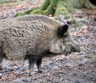 La región prevé superar las 10.000 capturas de jabalíes esta temporada tras aumentar las medidas de control