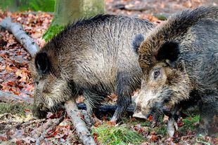 Jabalíes comiendo.
