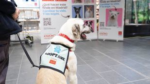 El 90% de los perros abandonados en la región el año pasado han conseguido un hogar