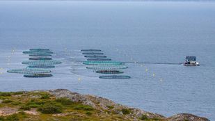 Así funciona Sirena, el 'radar' inteligente que detecta enfermedades en peces