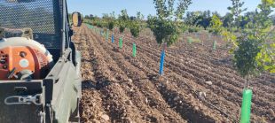 Sancorganic culmina el procesamiento de sus iniciales 4.000 kilos de pistacho ecológico premium