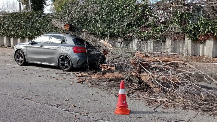 Árbol derribado por el viento sobre un coche en la calle Arroyofresno