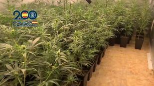 Cultivos de marihuana indoor desmantelados en Villaverde