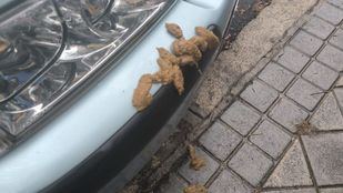 Excrementos de perro en las calles aledañas al CEIP Rabindranath Tagore.
