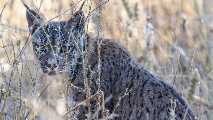 El lince vuelve a la región