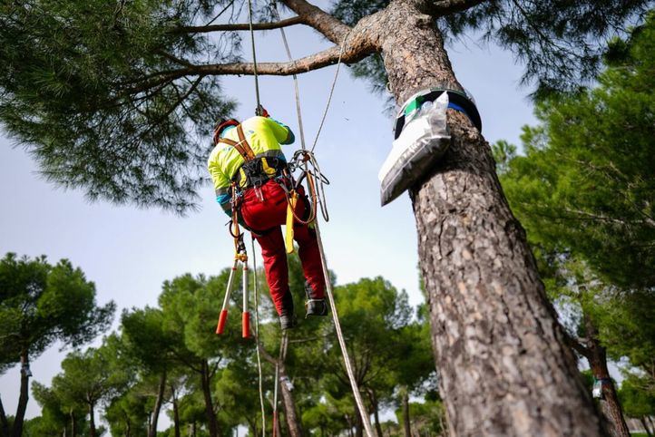 Operarios trabajando en la campaña de la procesionaria en zonas verdes de Madrid