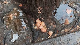 Basura y comida podrida en las calles de Argüelles