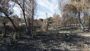 Madrid impulsa la recuperación del Monte de Viñuelas