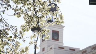 Árboles con flor en la Calle Arenal