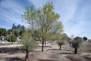 Bosque Metropolitano de Madrid: el cinturón de 450.000 árboles que va a limpiar el aire de la capital