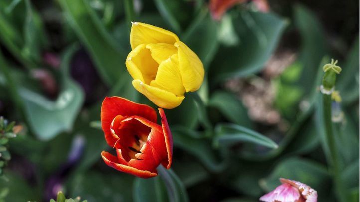 Tulipanes en el Real Jardín Botánico