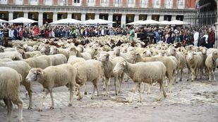 XXIX Fiesta de la Trashumancia