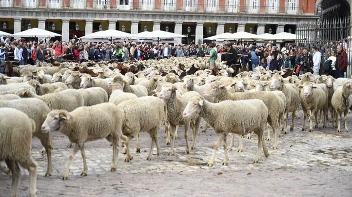 XXIX Fiesta de la Trashumancia