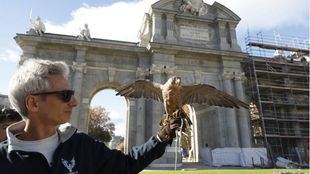 Aves rapaces volverán a proteger la Puerta de Alcalá de las palomas