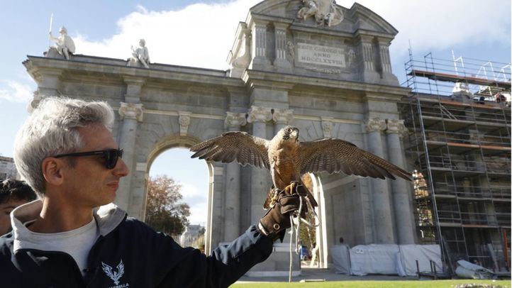 Una de las aves utilizadas para ahuyentar las palomas en las inmediaciones de la Puerta de Alcalá.