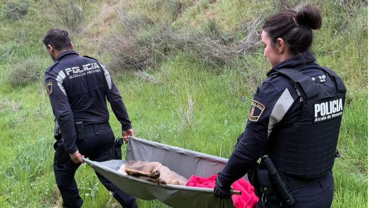 La Policía de Alcalá de Henares rescata a un corzo herido en el parque de Los Cerros