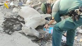 Agente de la Guardia Civil junto al caballo abandonado en Valdemingómez al que hubo que practicar al eutanasia