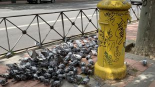 La 'domadora de palomas' que tiene en jaque a Delicias