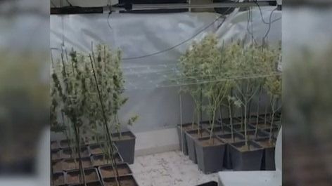 Plantas de marihuana intervenidas