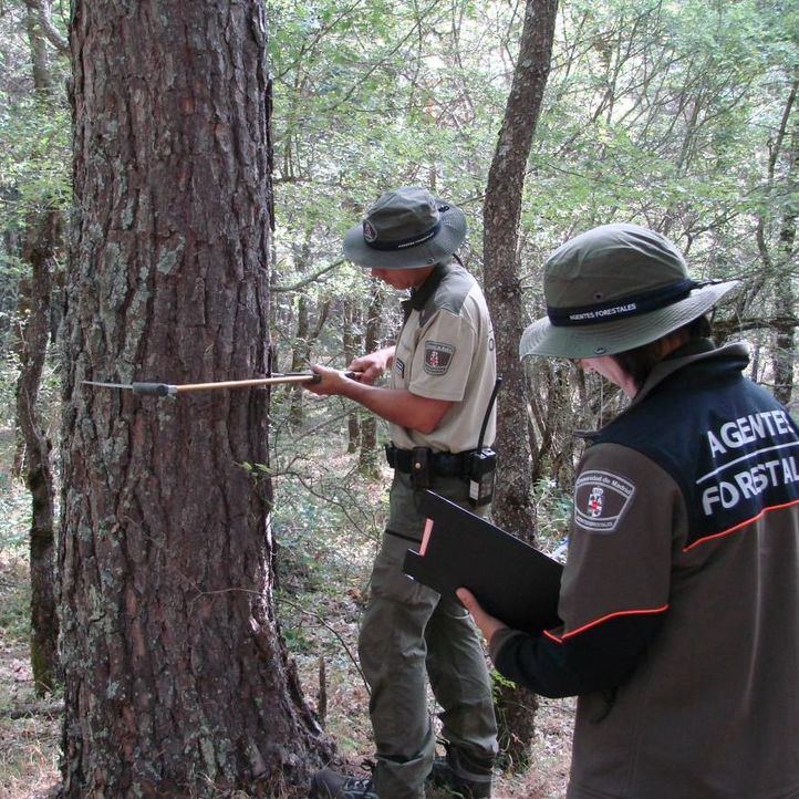 Agentes forestales