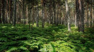 Madrid actualiza su Ley Forestal para la prevención de incendios