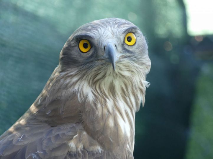 Serpientes, tortugas gigantes y aves heridas: el día a día del CRAS